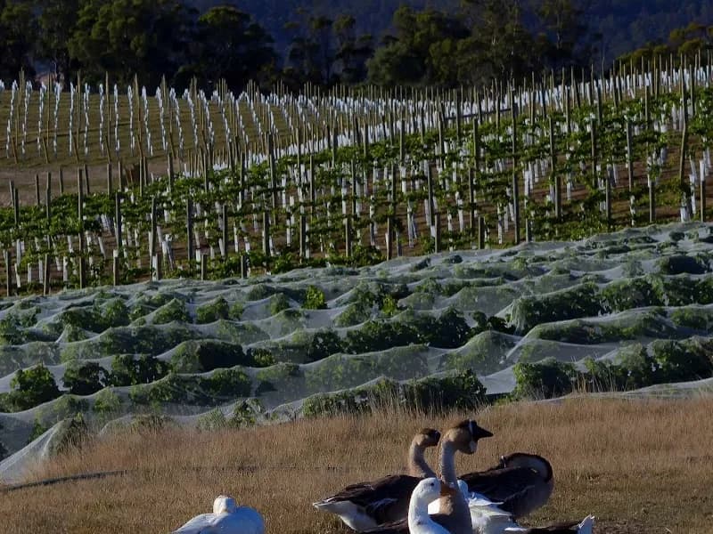 Panorama winery in Cradoc, TAS