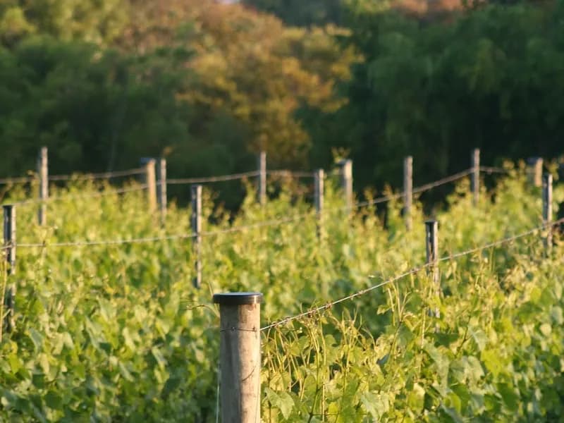 Heemskerk winery in White Hills, TAS