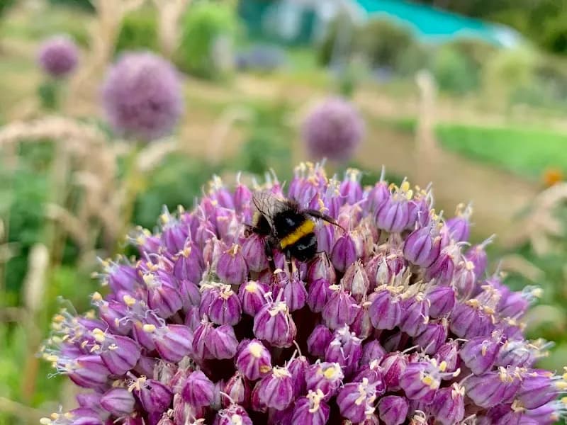 Sugarloaf Ridge winery in Carlton River, TAS