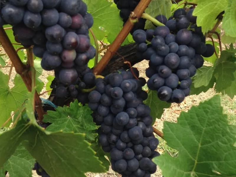 GlenAyr winery in Richmond, TAS