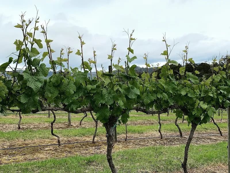 GlenAyr winery in Richmond, TAS