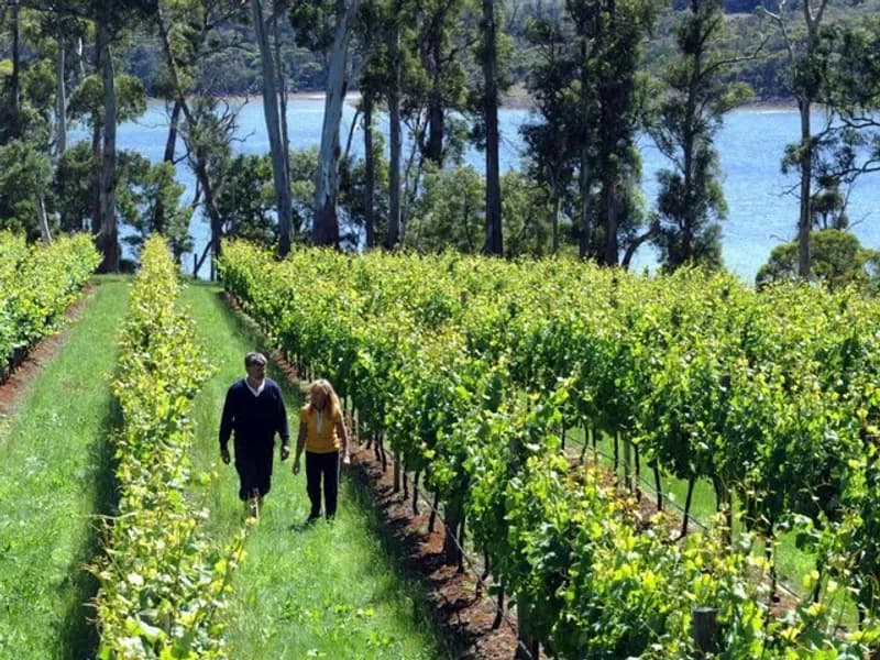 Leaning Church Vineyard winery in Lalla, TAS