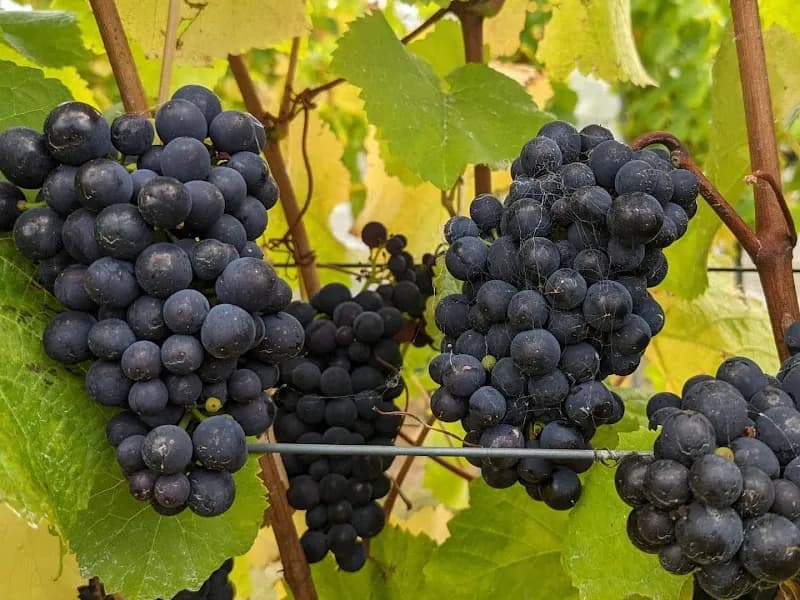 Noland Bay winery in Launceston, TAS