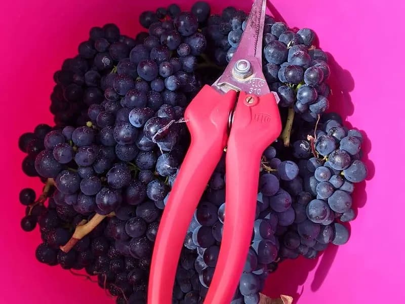 Noland Bay winery in Launceston, TAS