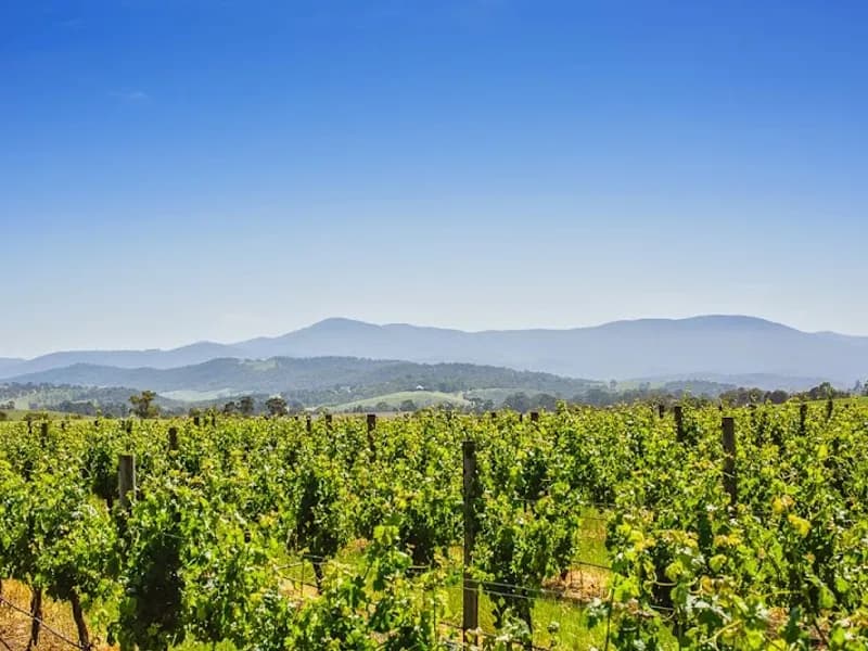 Orani Vineyard winery in Sorrel, TAS