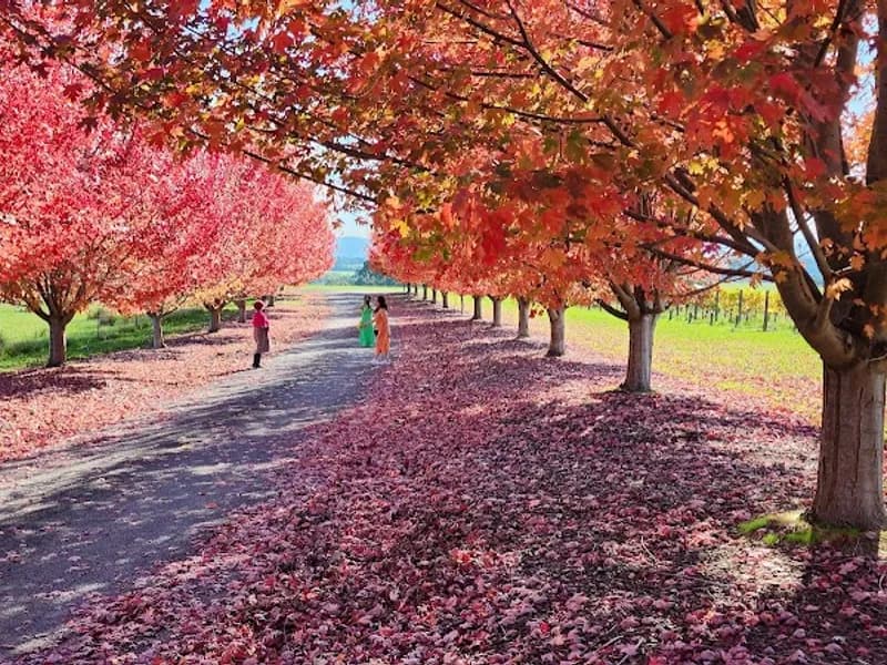 Orani Vineyard winery in Sorrel, TAS