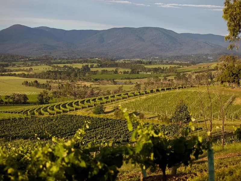 Cape Bernier Vineyard winery in Bream Creek, TAS