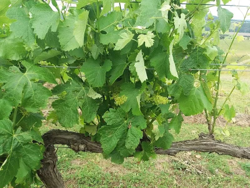 Shy Susan Wines winery in Bright, TAS