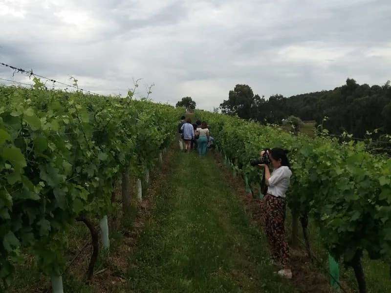 Shy Susan Wines winery in Bright, TAS