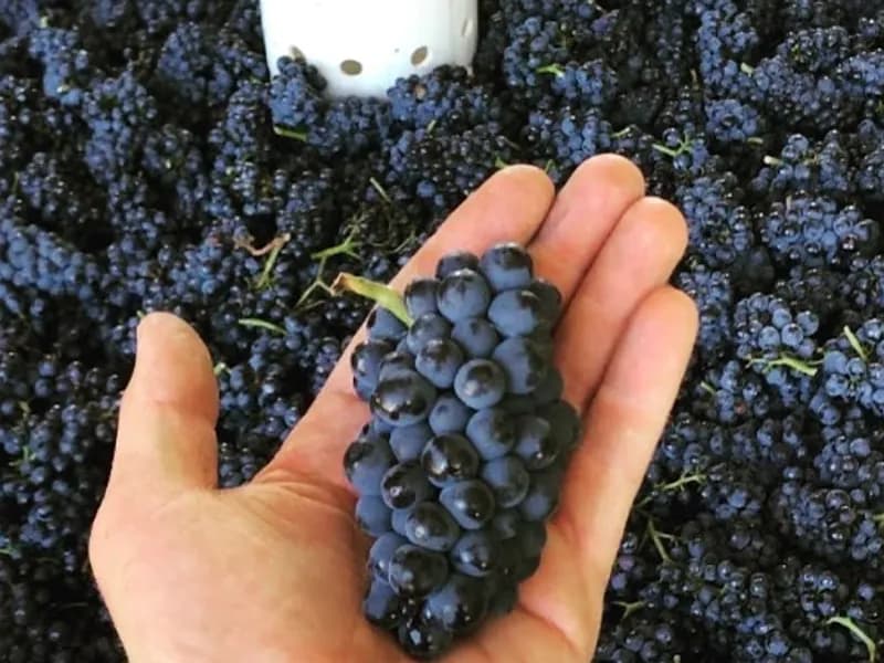 Glendale Estate winery in Sidmouth, TAS