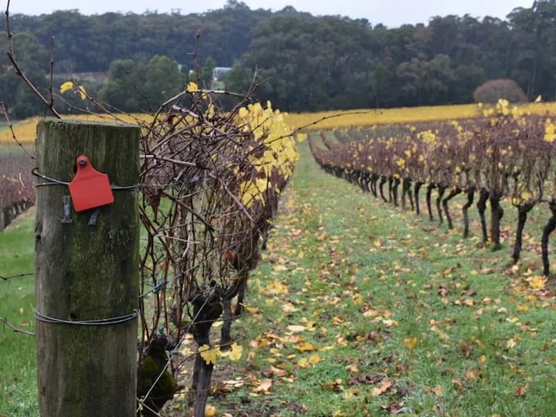 Nocton Vineyard winery in Richmond, TAS