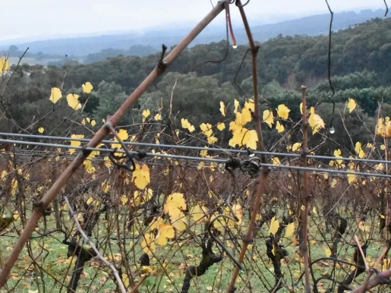 Nocton Vineyard winery in Richmond, TAS