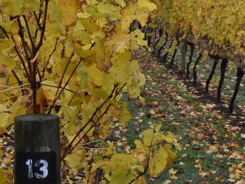 Nocton Vineyard winery in Richmond, TAS