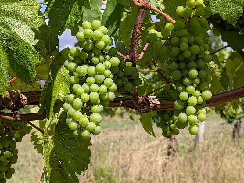 Warramunda Estate winery in Coldstream, VIC