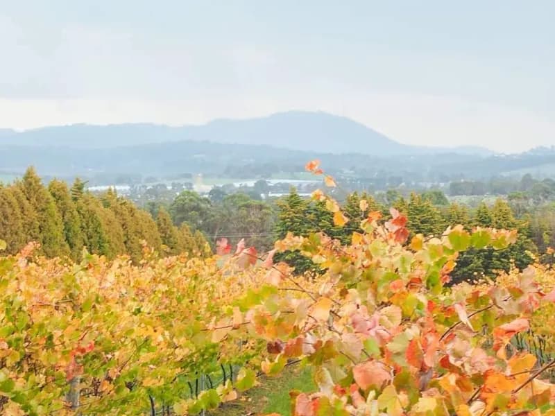 De Bortoli winery in Dixons Creek, VIC