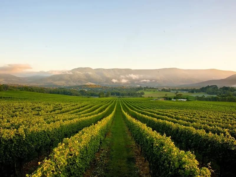 Petronio winery in Yering, VIC