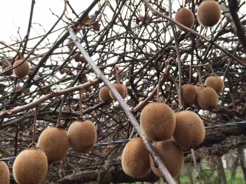 Stuart Wines winery in Gruyere, VIC