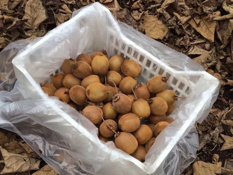 Stuart Wines winery in Gruyere, VIC