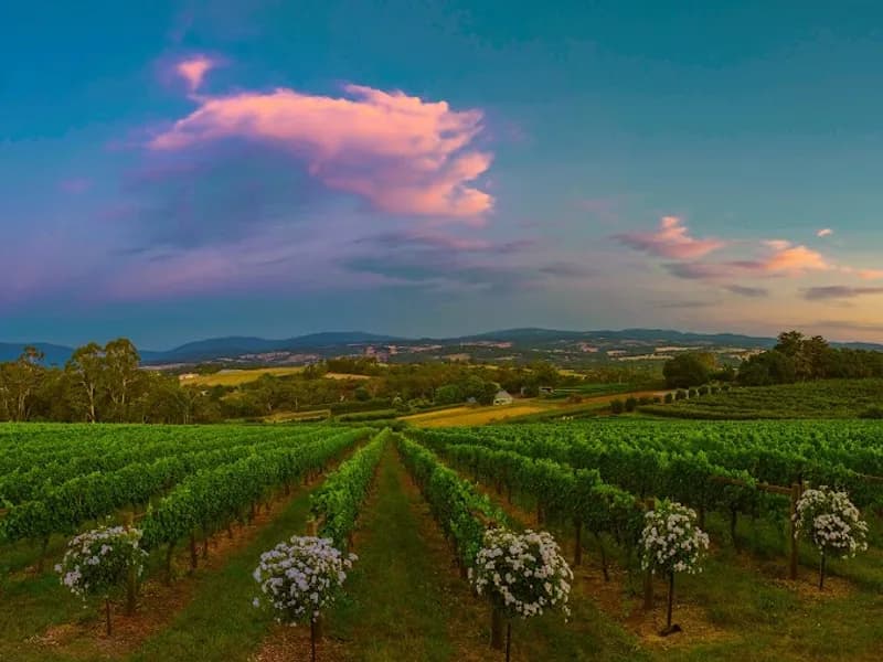 Sutherland Estate winery in Dixons Creek, VIC