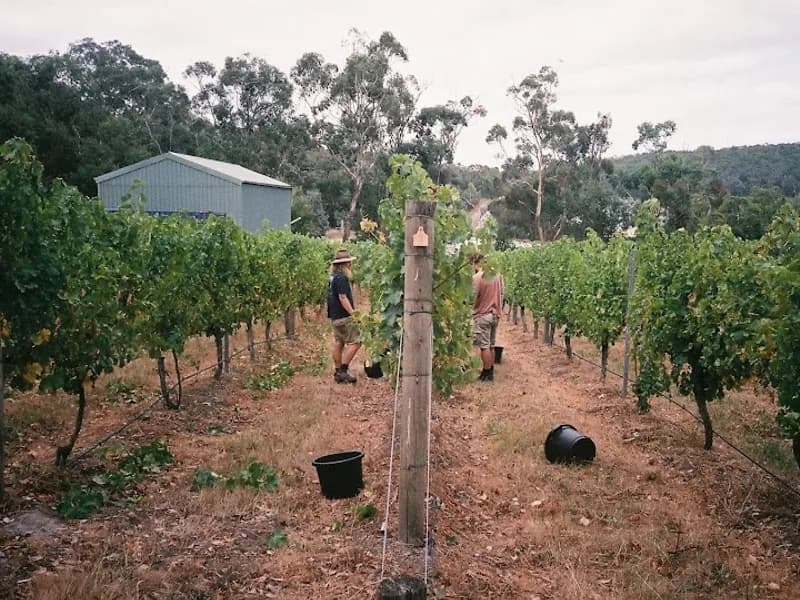 Five Oaks Vineyard winery in Wandin Easte, VIC