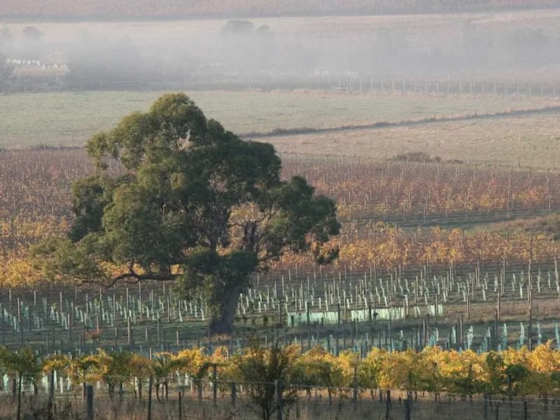 Yarra Track Wines winery in Yarra Glen, VIC