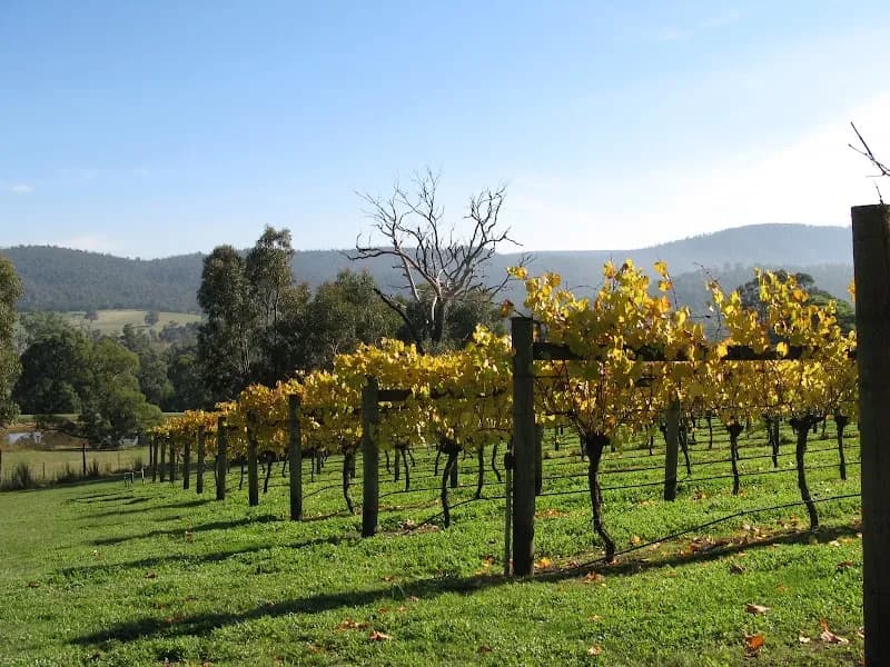 Yarra Park Vineyard winery in Yering, VIC