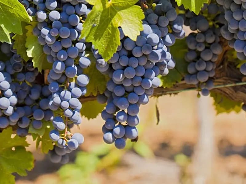 Yarra Yarra winery in Steels Creek, VIC