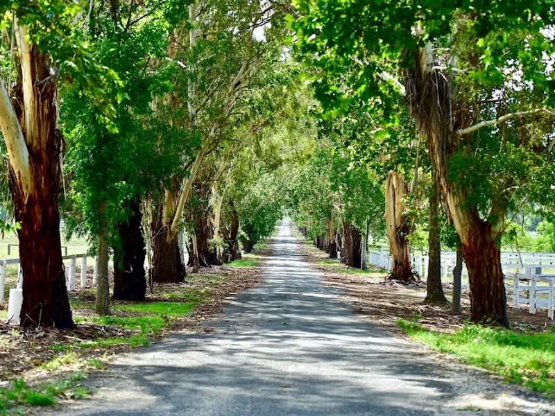 Calulu Park Vineyard winery in Woori Yallock, VIC