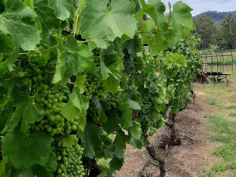 Skimstone winery in Apple Tree Flat, NSW