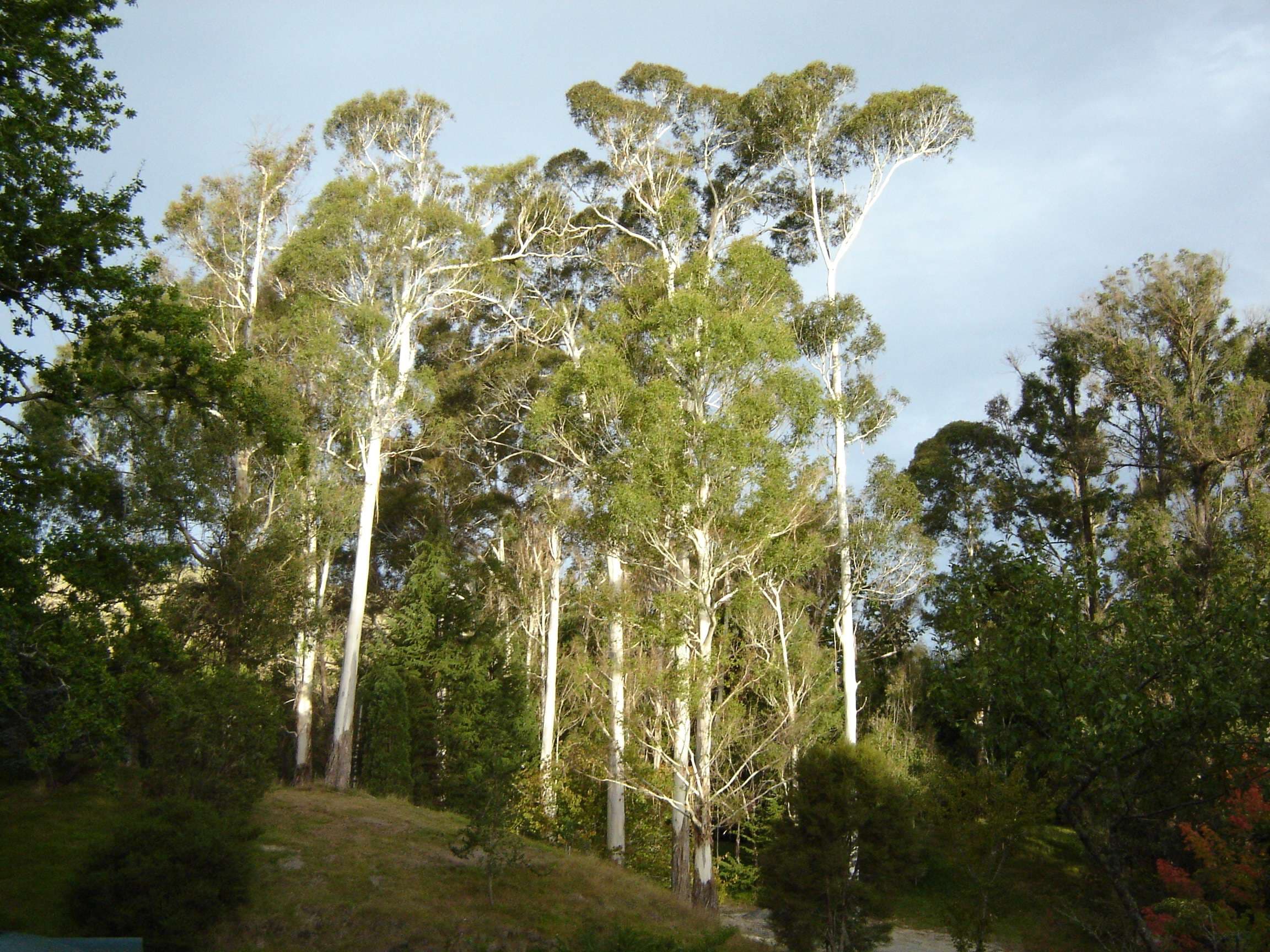 Eastwoodhill Arboretum in Gisborne, gisborne, New Zealand