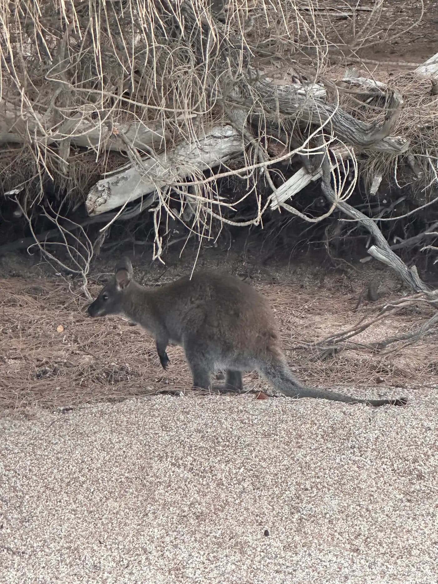 Pademelon foraging in coastal scrub at Freycinet