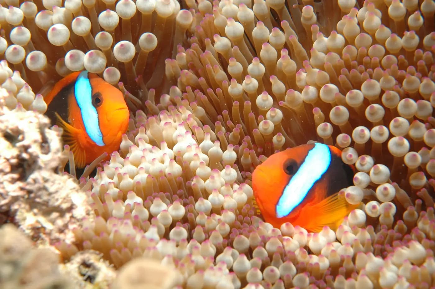 Two clownfish sheltering in a sea anemone on the Great Barrier Reef near Cairns