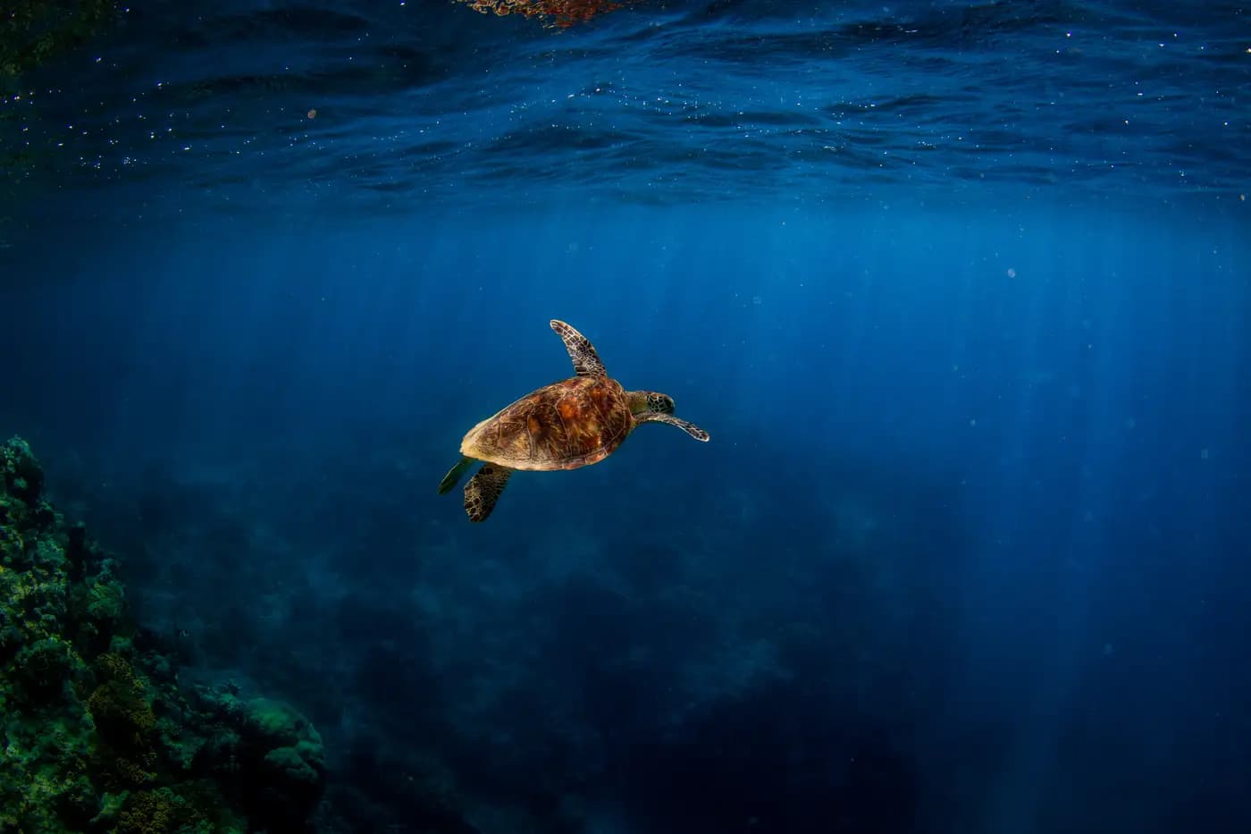 Green sea turtle swimming toward the surface on the Great Barrier Reef