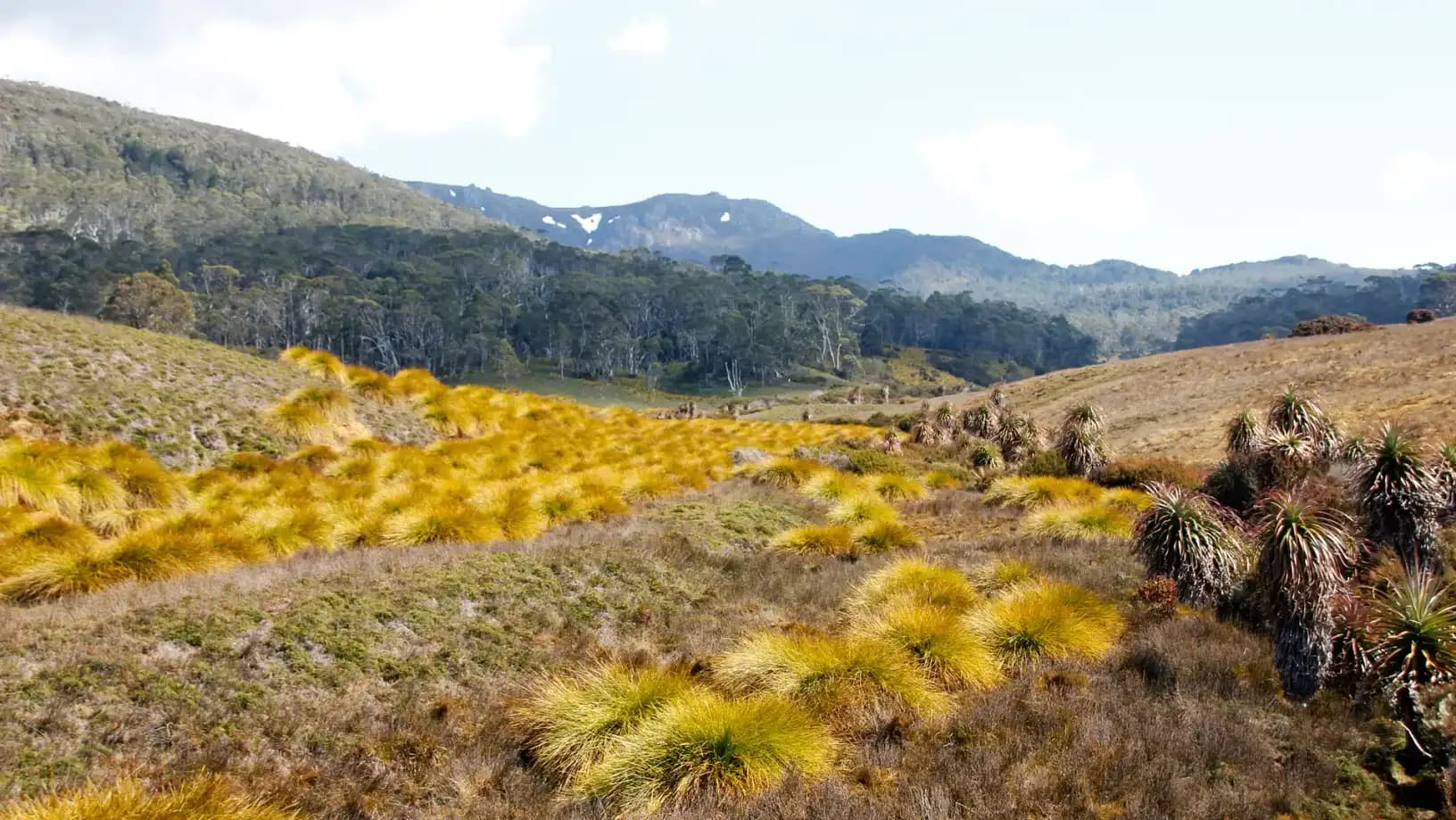 Alpine landscape on the Overland Track in Cradle Mountain–Lake St Clair National Park, Tasmania