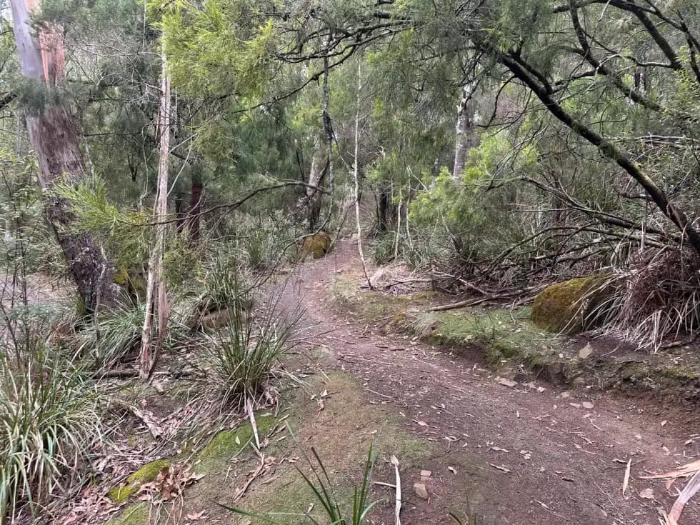 Singletrack through Tasmanian bush at Wild Mersey MTB Trail Network