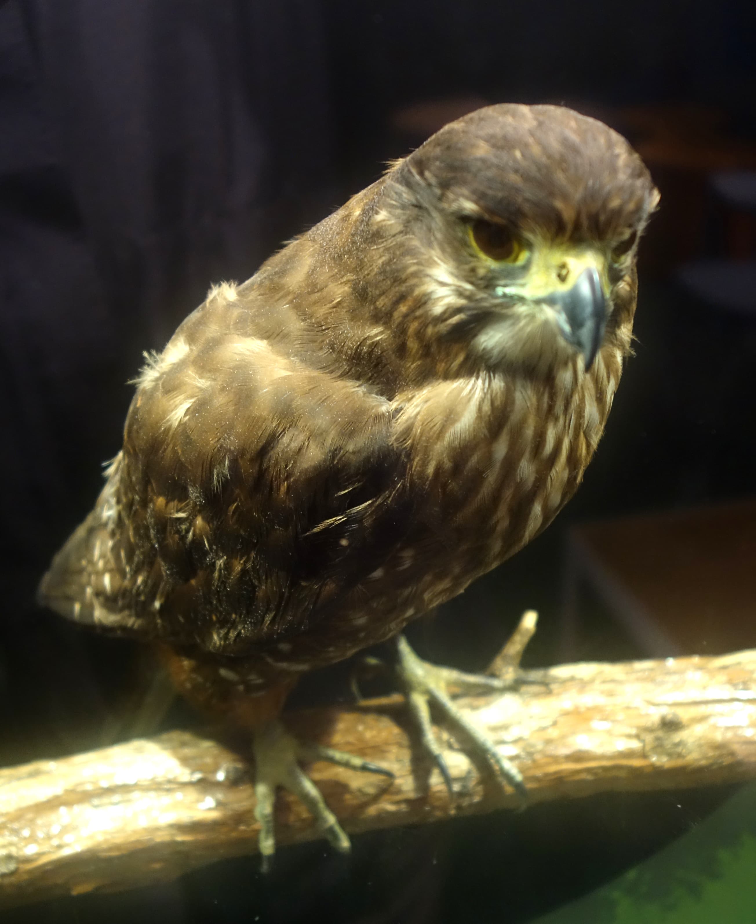 Display in Zealandia (Karori Wildlife Sanctuary) - Wellington - New Zealand.