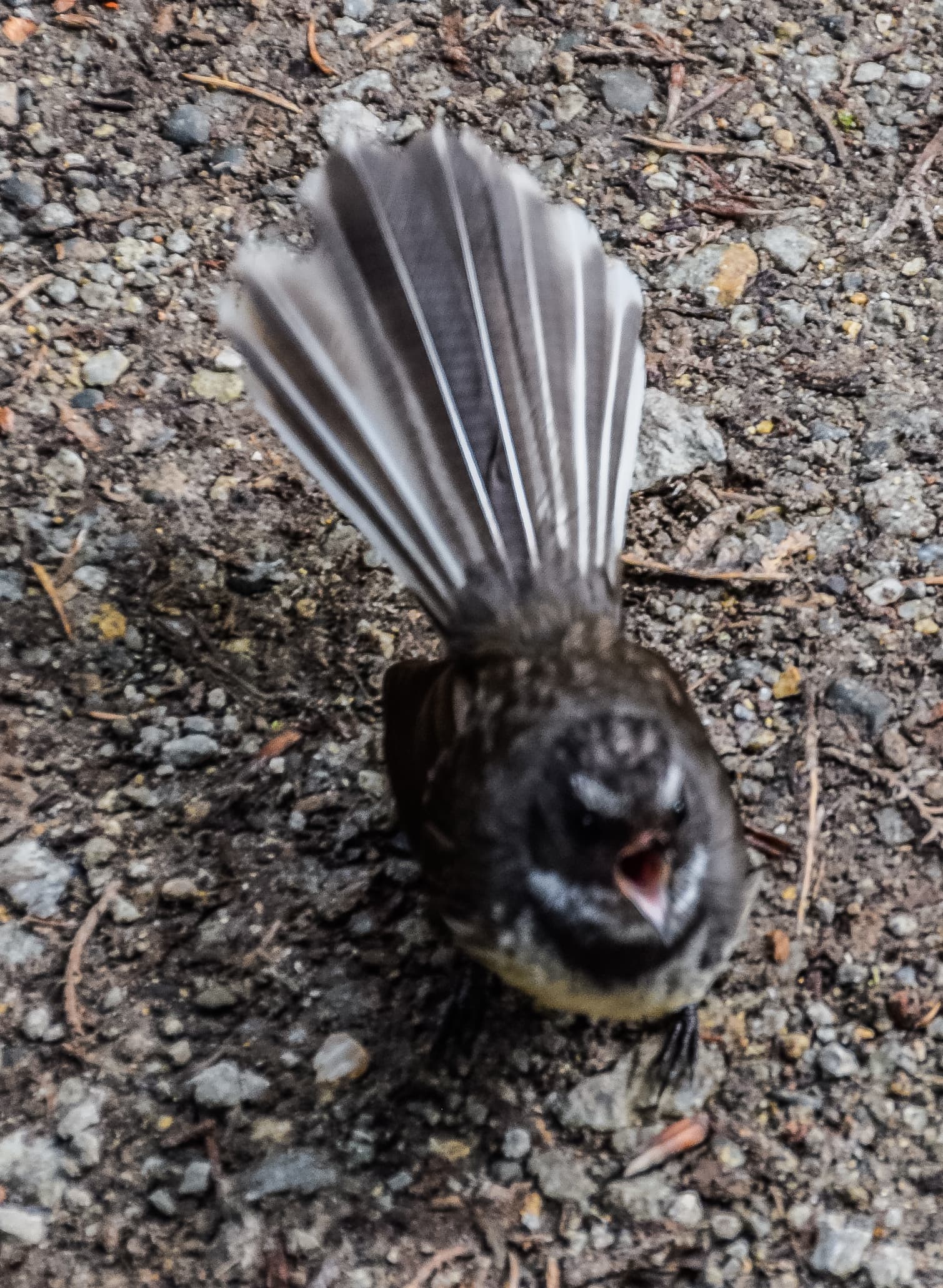 Eastwoodhill Arboretum in Gisborne, gisborne, New Zealand